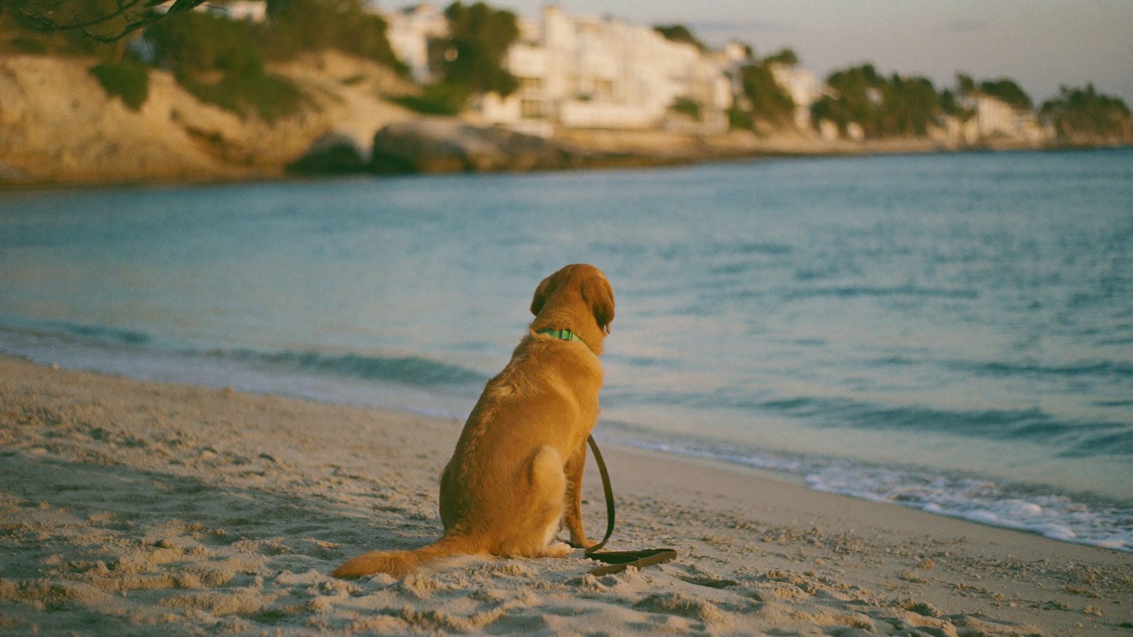 A golden retriever sitting on a quiet Spanish beach at golden hour, looking out over the Mediterranean